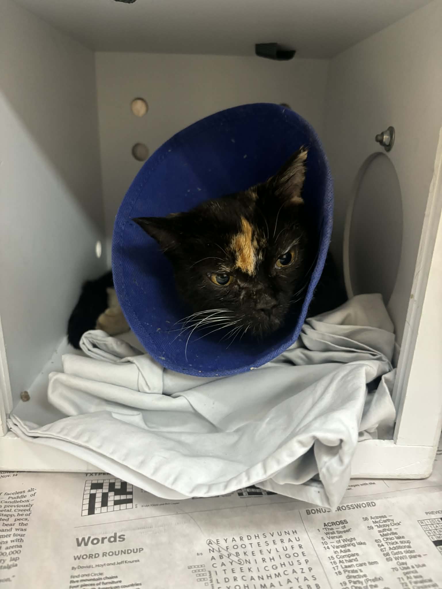 cat with a recovery cone