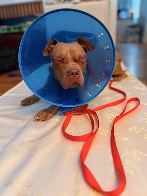 dog with a recovery cone