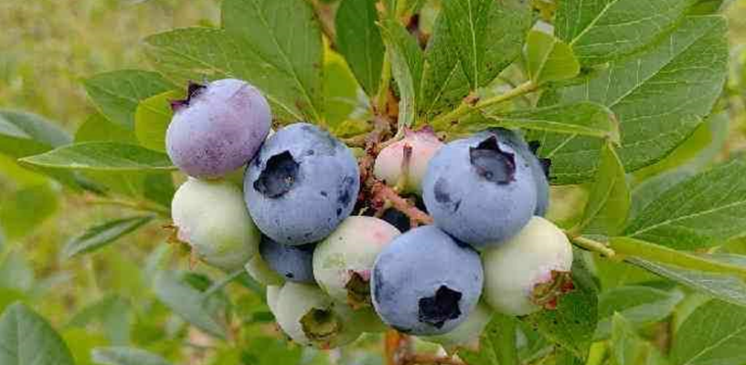 4-H Blueberry Plant and Bluebird House Pre-Orders Available
