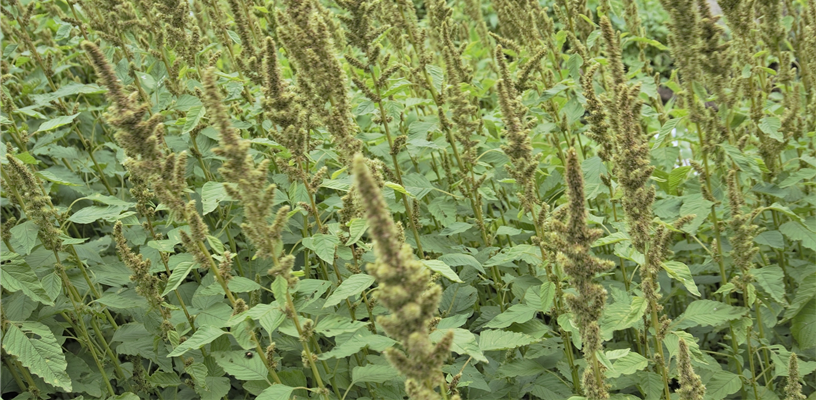 Pigweed: Invasive Weed or Delicacy?