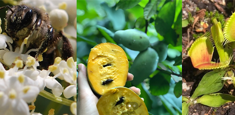 Growing Native Field Day: Pawpaws, Pollinators & Edible Landscapes