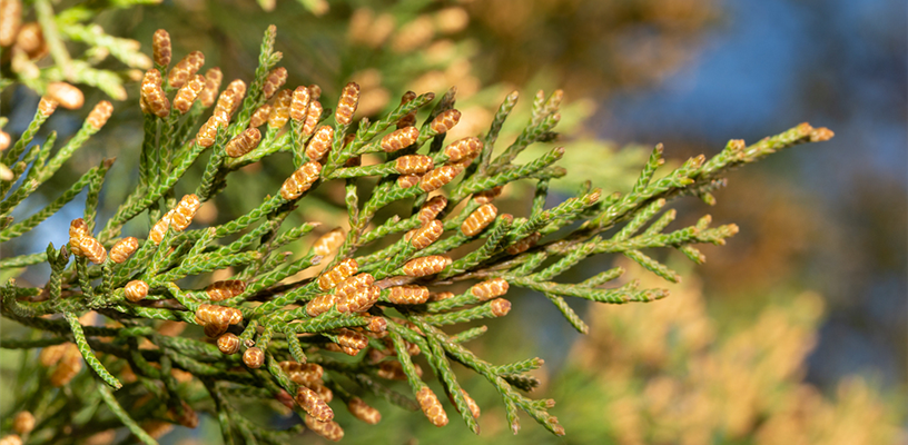 Kicking Off Pollen Season with Cedar Fever