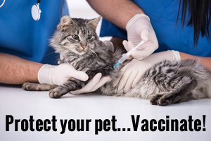 Protect your pet from rabies.