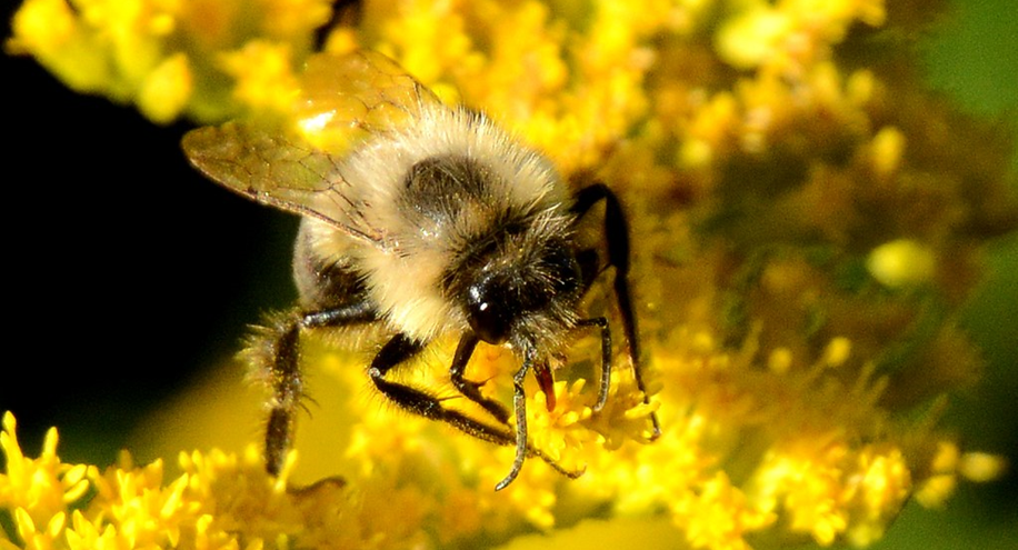 Picture of a bee